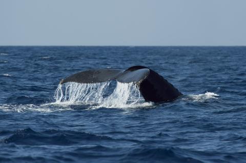 【奄美大島北部】ホエールウオッチング 3時間 ※1月中旬から3月下旬まで※　A141-002