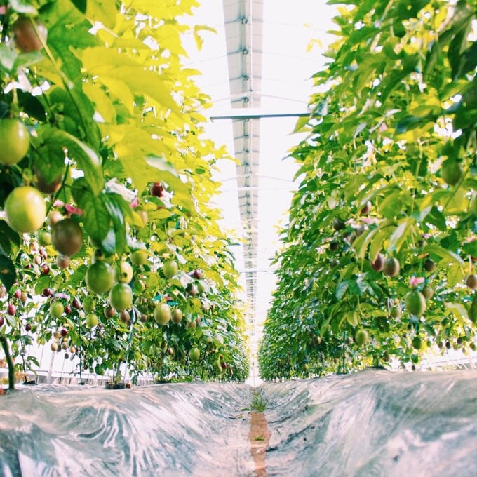 奄美大島産 ちょっとリッチなフルーツソース 5本セット（パッションフルーツ＆マンゴー）　A092-003