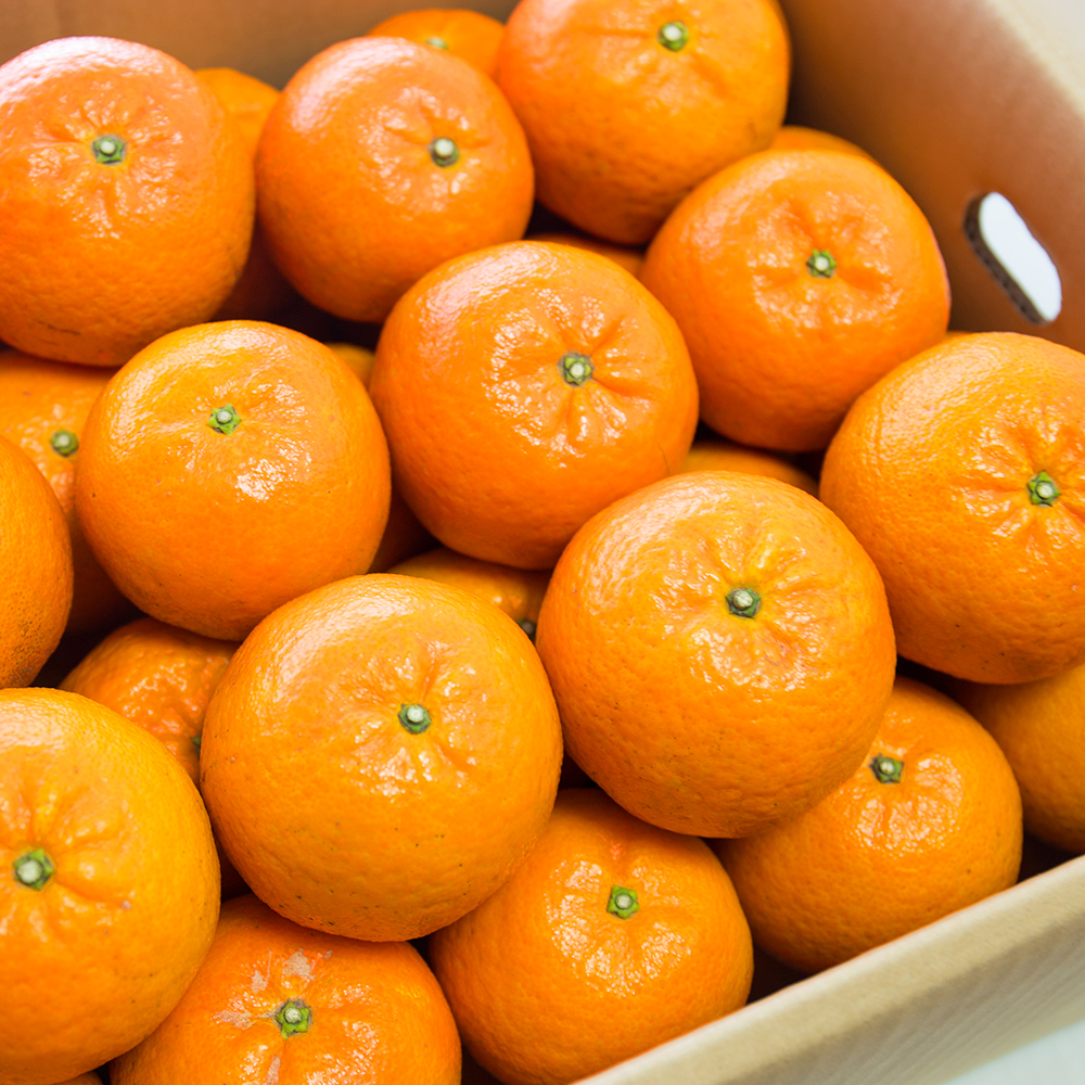 【2026年先行予約】【奄美大島産】おいしい完熟たんかん 光センサー選別 5kg　A145-002