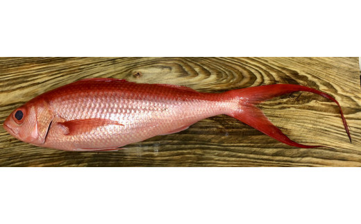 高級魚「ハマダイ（オナガ）」切り身 500g（甘塩）奄美大島老舗鮮魚店が加工製造　A128-004