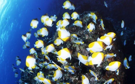 ボートシュノーケリング体験（大人1名様）　A108-001-02