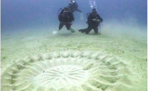 奄美島 体験ダイビング（1名様）　A108-003