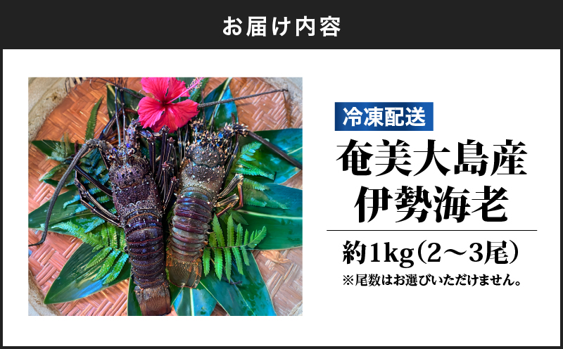 奄美大島産 伊勢海老 約1kg（2～3尾）　A150-001