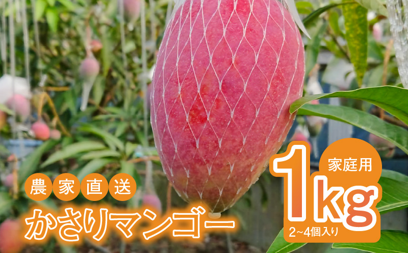 【2026年先行予約】【奄美産】かさりマンゴー家庭用1kg　A072-005