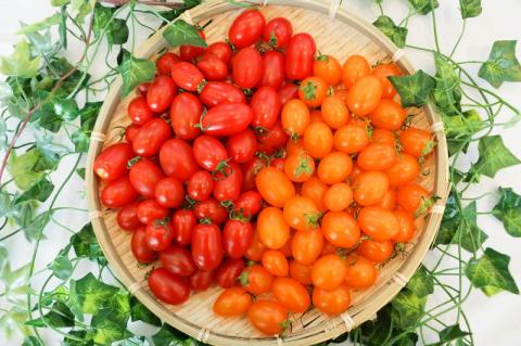 亜熱帯トマト「野生の証明」