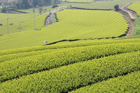 007-23 知覧茶深むし茶「知覧みどり」100g×5本箱