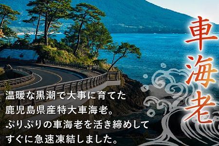 016-03 鹿児島県産特大冷凍車海老300g