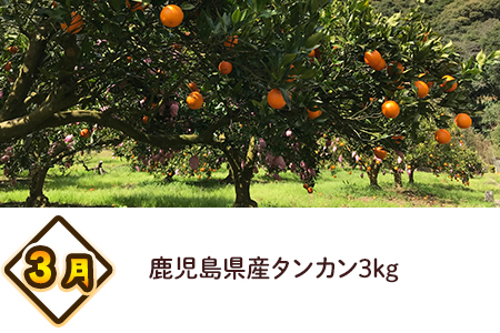 【全4回】南九州トクトク定期便ライトMK-TKL