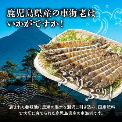 活き〆冷凍車海老LLサイズ【配送不可地域：離島】