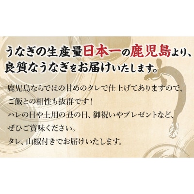 鹿児島県産うなぎ蒲焼2尾 008-55【配送不可地域：離島】