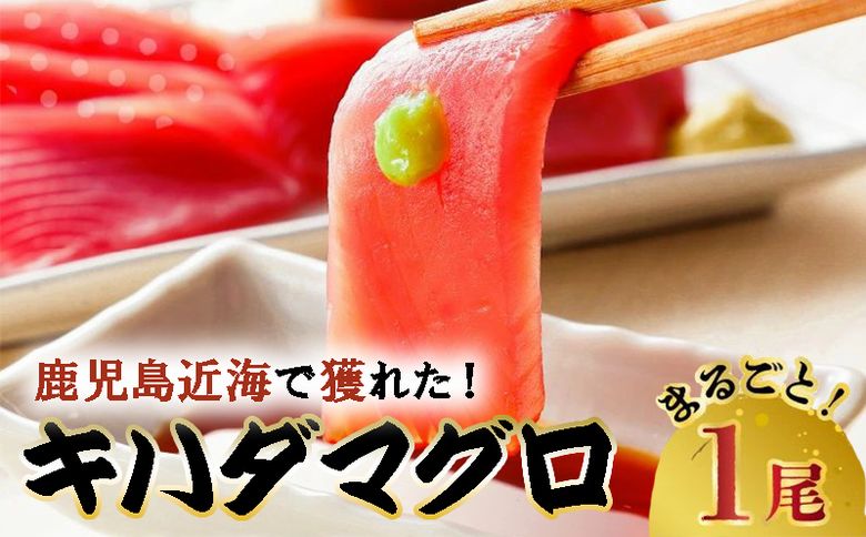 008-57 鹿児島近海キハダマグロ1尾