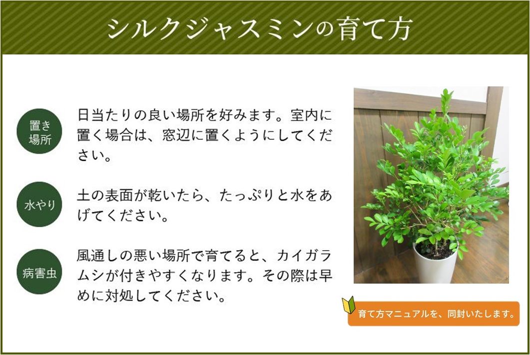 066-04 【4月以降(九州地方から)発送】観葉植物 シルクジャスミン1鉢