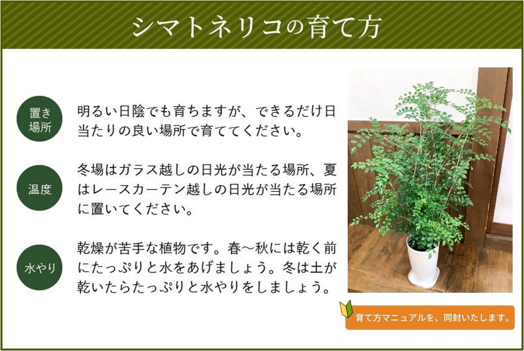 066-07 【4月以降(九州地方から)発送】観葉植物 シマトネリコ1鉢
