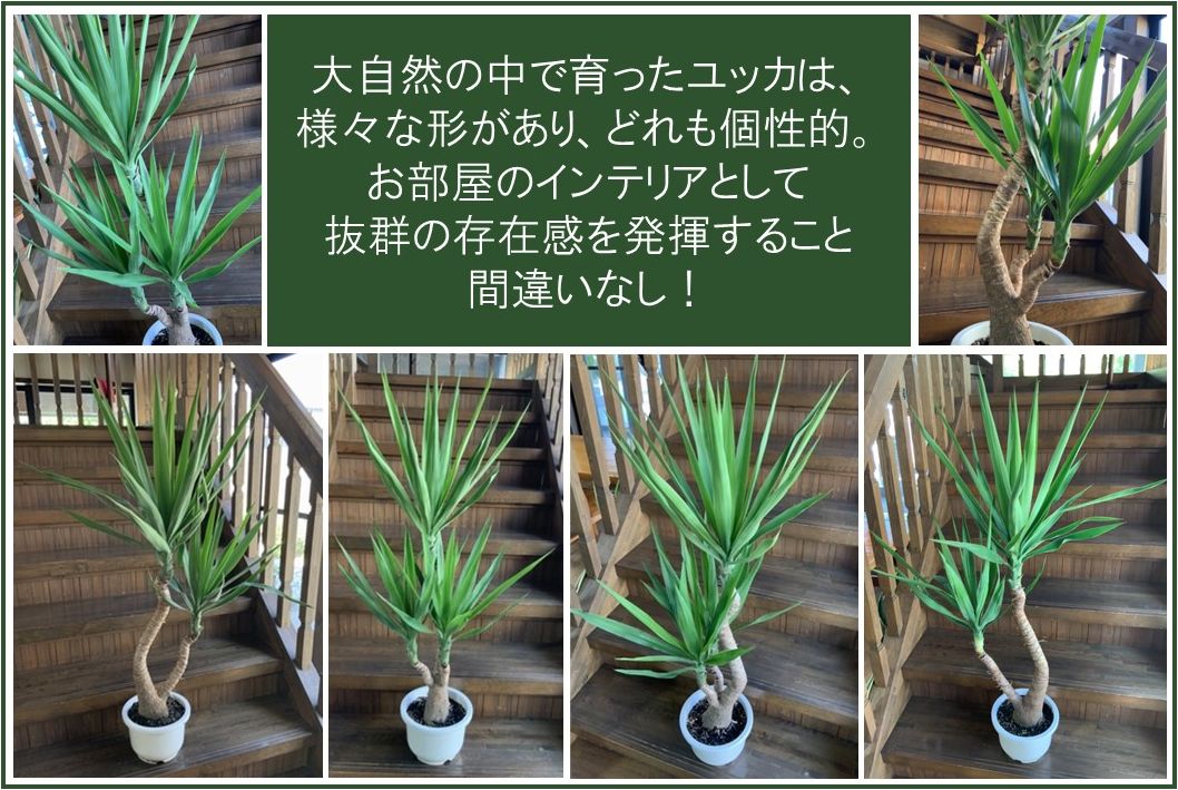 066-11 【4月以降(九州地方から)発送】観葉植物 ユッカ1鉢