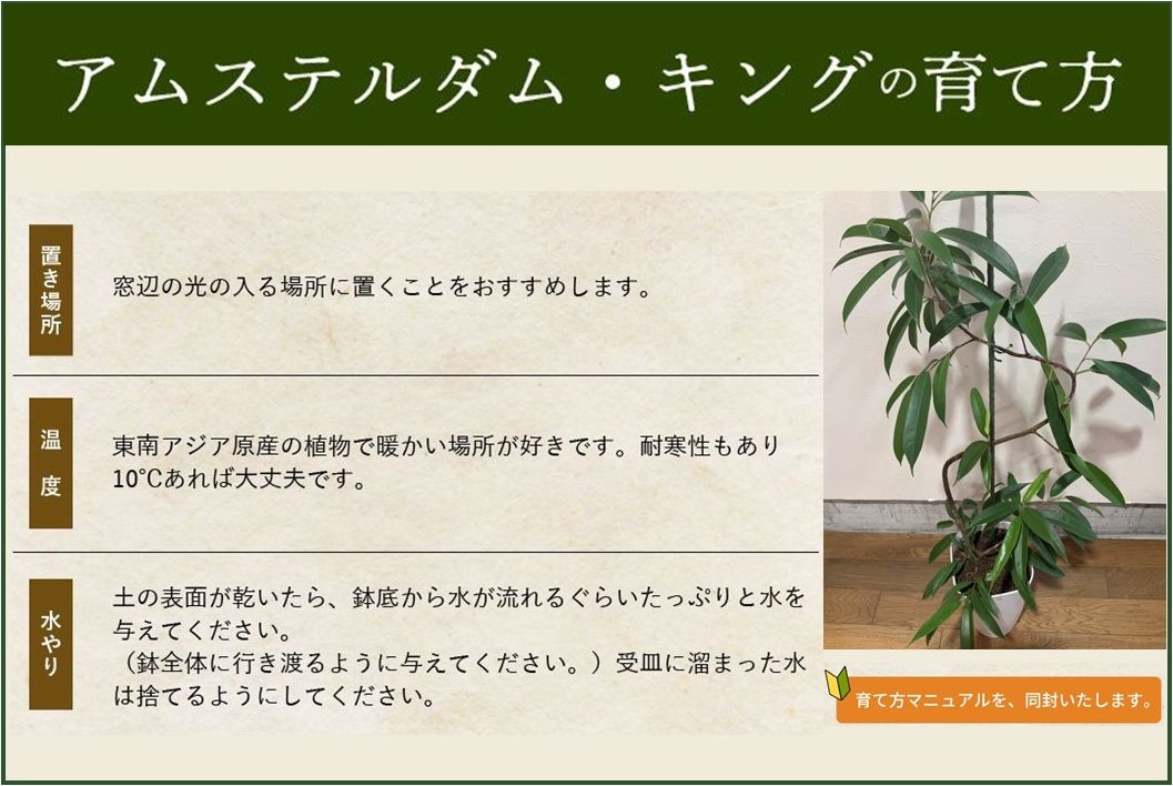 066-14 【4月以降(九州地方から)発送】観葉植物 アムステルダム・キング1鉢