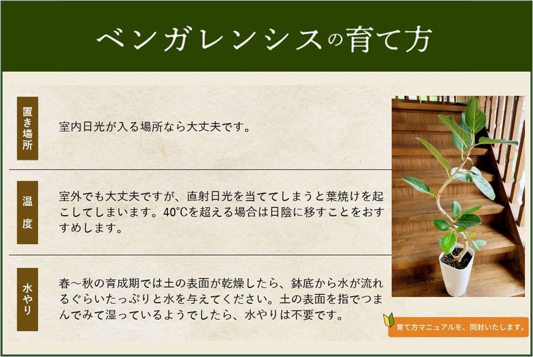 066-16 【4月以降(九州地方から)発送】観葉植物 ベンガレンシス8号サイズ1鉢