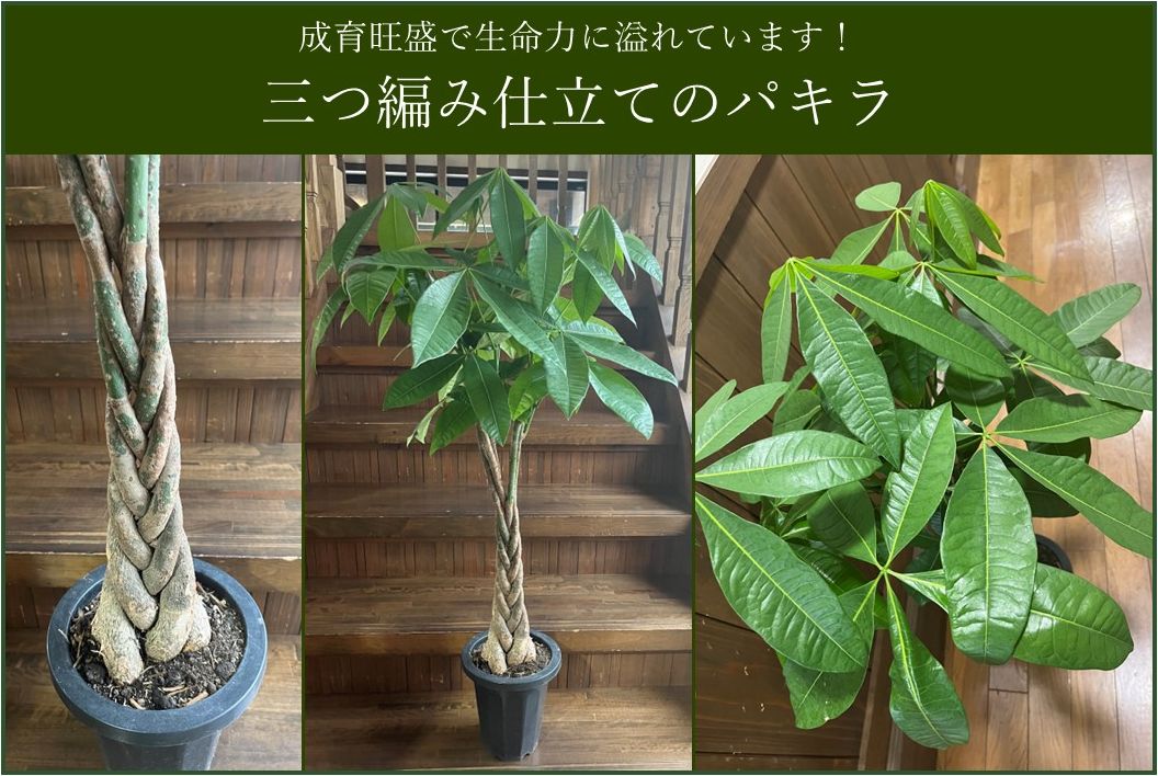 066-17 【4月以降(九州地方から)発送】観葉植物 パキラ1鉢