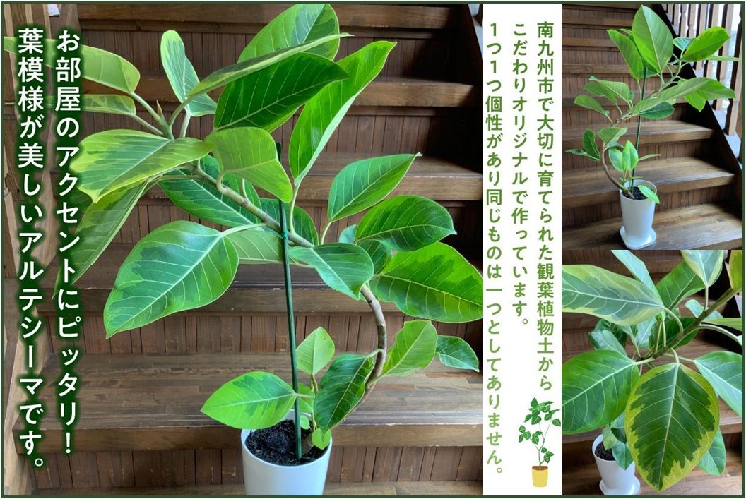 066-18 【4月以降(九州地方から)発送】観葉植物 アルテシーマ1鉢