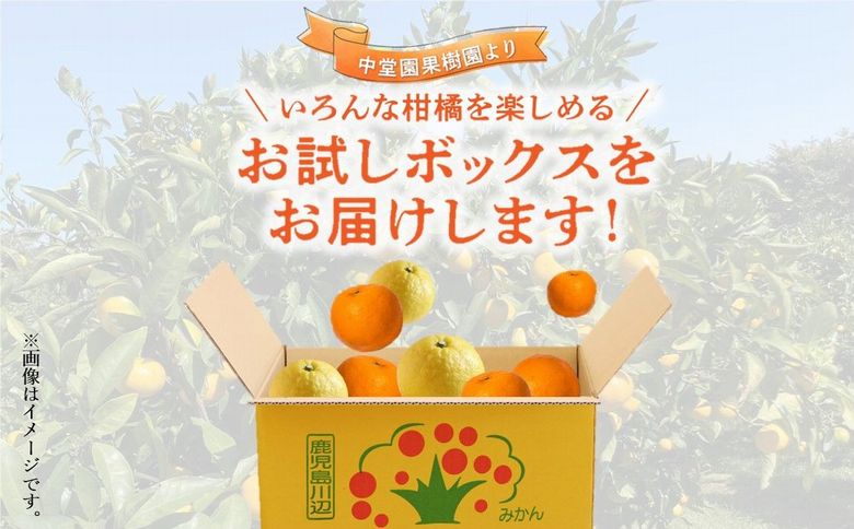 121-03 甚平衛堀　みかんの衆