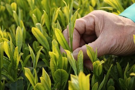 007-03 知覧茶農家が自宅で飲むこだわりのお茶8本セット