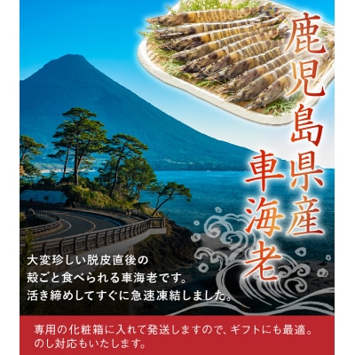 鹿児島県産特大冷凍車海老300g【配送不可地域：離島】