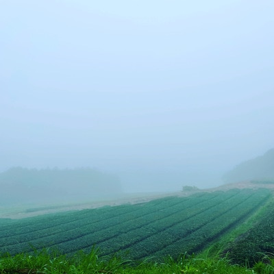 小堀製茶の2025年産煎茶『翠-SUI・鸚-OU・蒼-SOU』セット