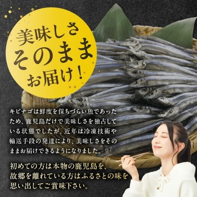 鹿児島県産キビナゴ丸ごと冷凍1.5kg 008-65【配送不可地域：離島】