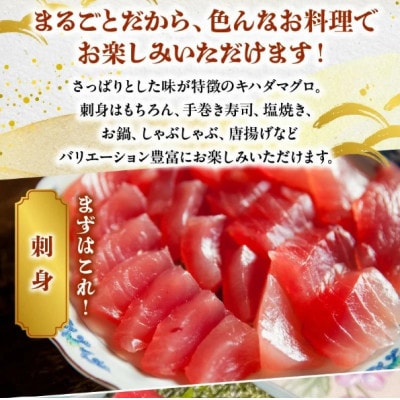 鹿児島近海キハダマグロ1尾 008-57【配送不可地域：離島】