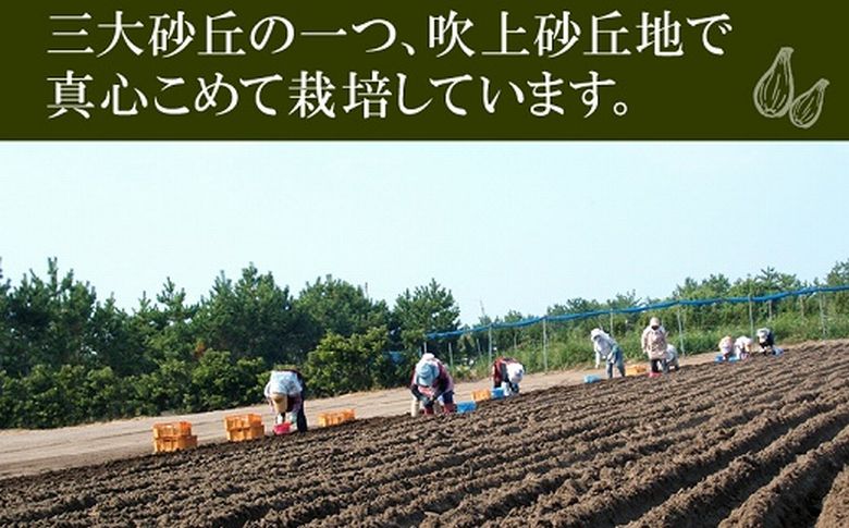 017-09 おかずラッキョウ8瓶セット