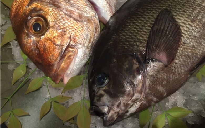 056-08 天然地魚の食べ比べ 鍋セット
