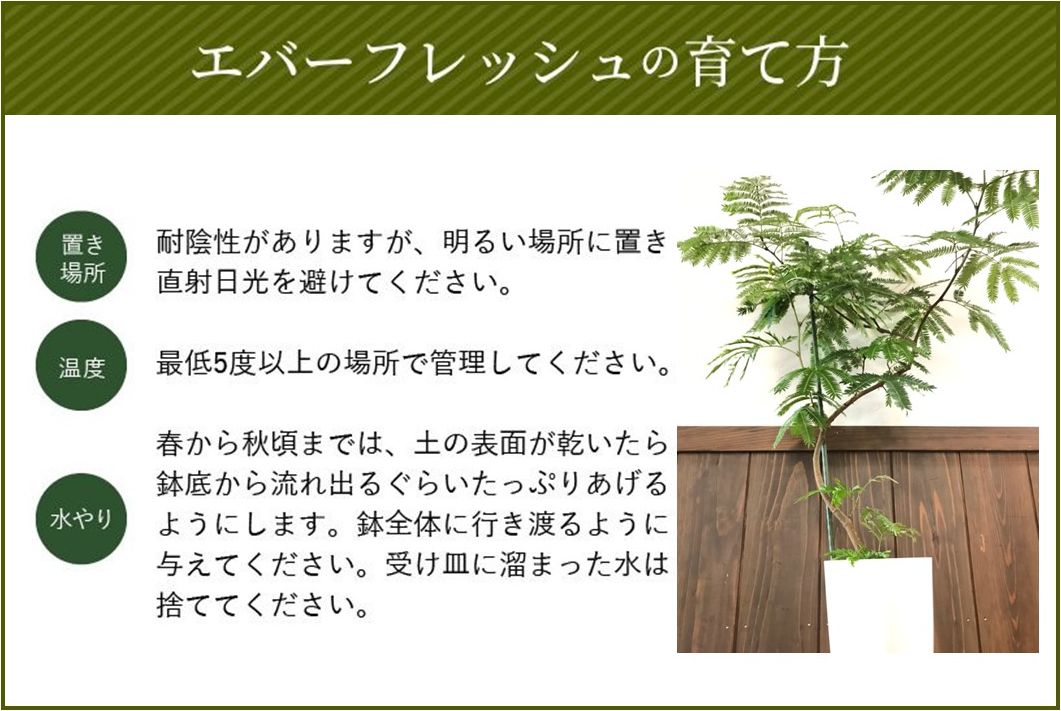 066-02-1 【4月以降(九州地方から)発送】観葉植物 エバーフレッシュ7号サイズ1鉢