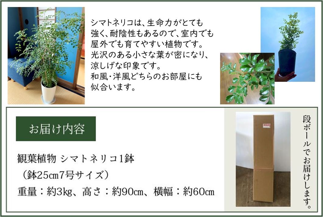 066-07 【4月以降(九州地方から)発送】観葉植物 シマトネリコ1鉢