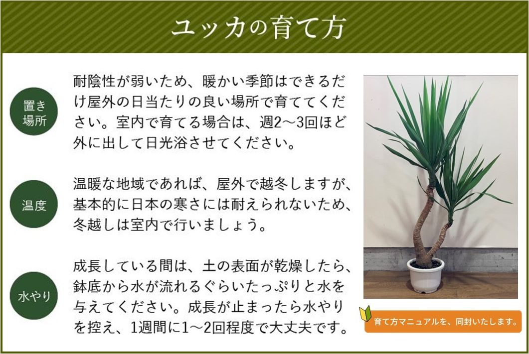 066-11 【4月以降(九州地方から)発送】観葉植物 ユッカ1鉢
