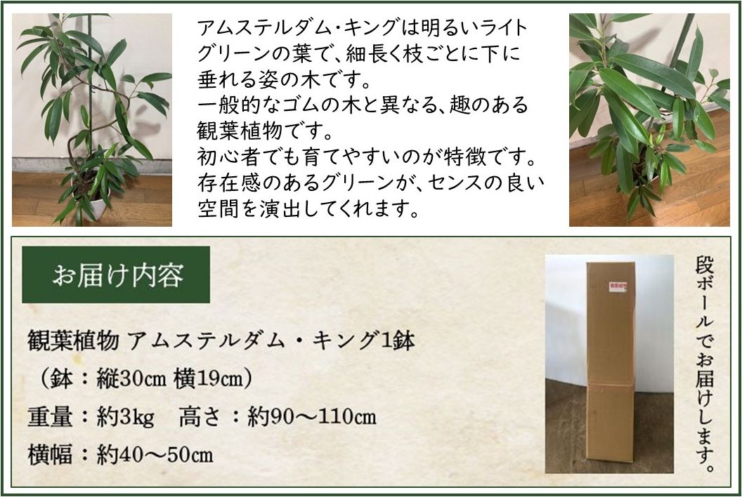 066-14 【4月以降(九州地方から)発送】観葉植物 アムステルダム・キング1鉢