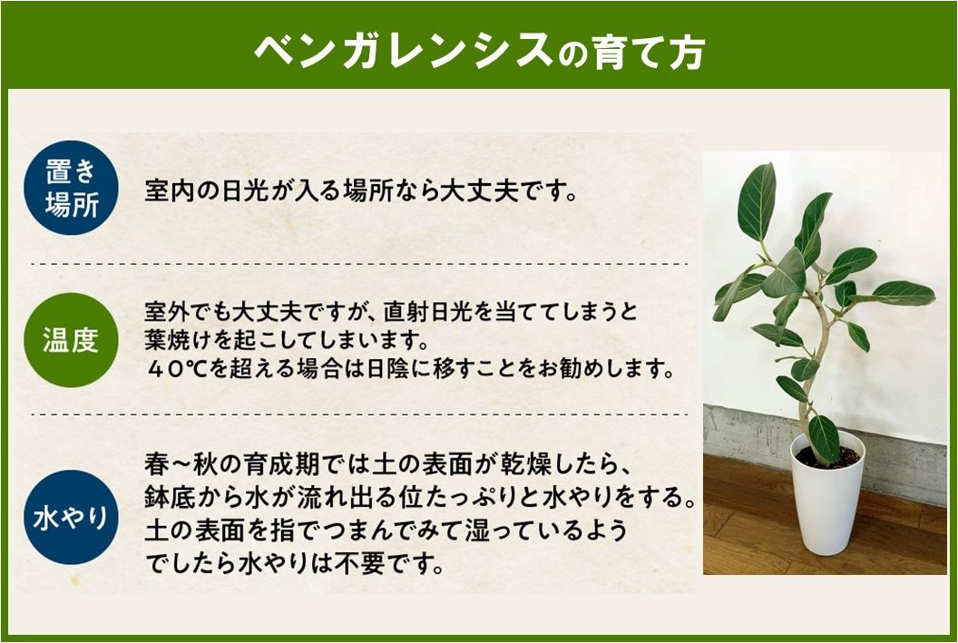 066-15 【4月以降(九州地方から)発送】観葉植物 ベンガレンシス7号サイズ1鉢