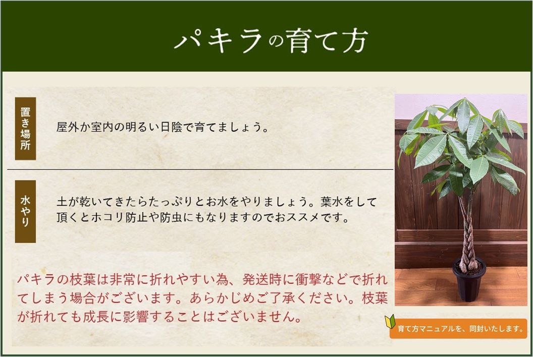 066-17 【4月以降(九州地方から)発送】観葉植物 パキラ1鉢