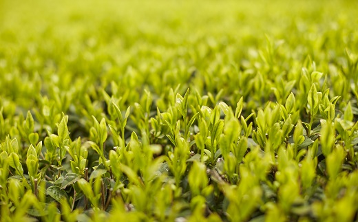 078-07-1 【お歳暮に】お茶の芳香園 輝粋ギフトBOX