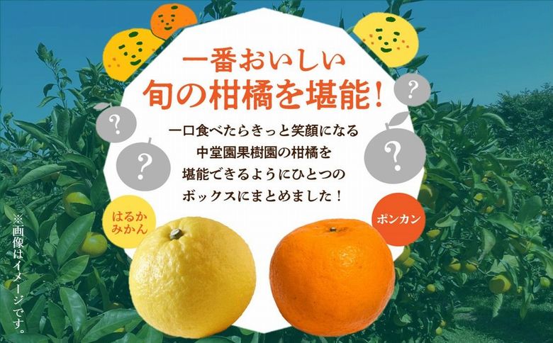 121-03 甚平衛堀　みかんの衆