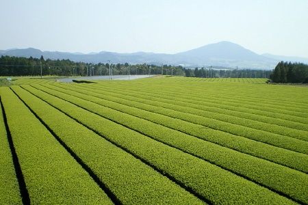 005-01 知覧銘茶 かいもんみどり5本セット