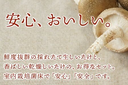 029-02 生・乾燥しいたけ(菌床)