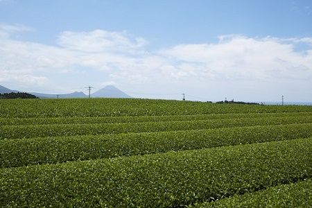 039-01 知覧茶(香・深むし茶・里)飲み比べセット