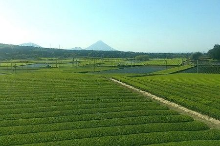 063-05 【けやき製茶】紅ふうき紅茶ティーバッグ5本セット