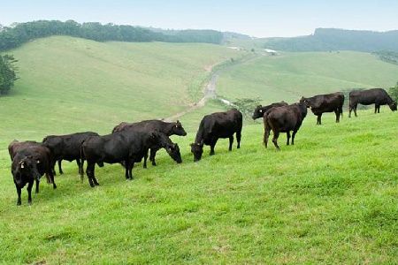 076-37 黒毛和牛 ヒレ 2種 ステーキカット & サイコロカット 220g × 2パック 鹿児島県産 牛肉 赤身 ステーキ カミチク 南九州市