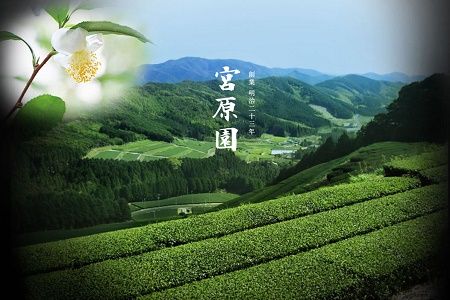 091-06 知覧緑茶・知覧玄米緑茶ティーバッグセット