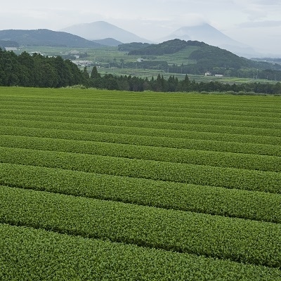 茶農家から直接お届け!知覧茶煎茶1kg
