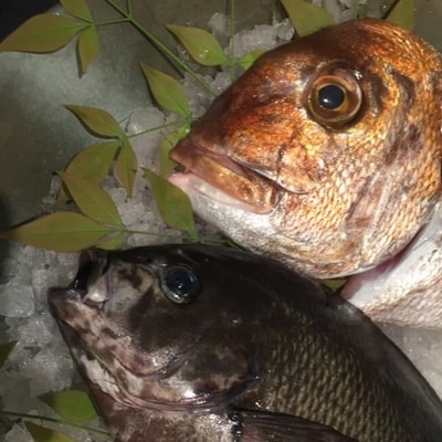 天然地魚の食べ比べ 鍋セット【配送不可地域：離島】