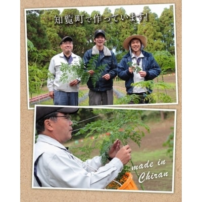 知覧モリンガ緑茶