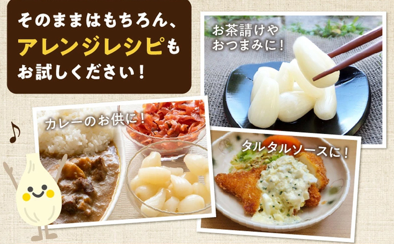 017-05 鹿児島県産砂丘らっきょう塩漬け1.8kg