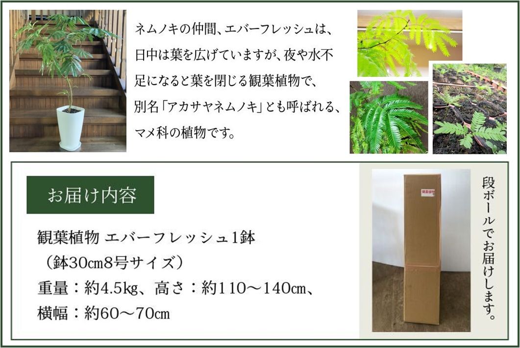 066-08 【4月以降(九州地方から)発送】観葉植物 エバーフレッシュ8号サイズ1鉢