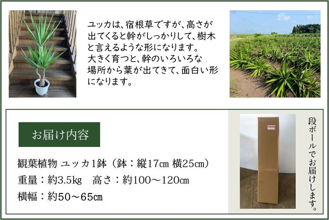 066-11 【4月以降(九州地方から)発送】観葉植物 ユッカ1鉢